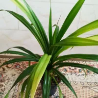 گل پاندانوس|گل و گیاه طبیعی|قزوین, |دیوار