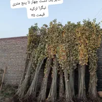 مرغوبترین و پر ریشه ترین نهال صنوبر