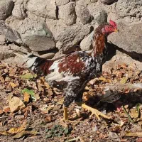 جوجه دورگه|حیوانات مزرعه|اردبیل, |دیوار