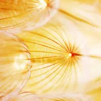 فروش کریر به قیمت منصفانه