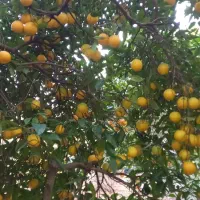 تامسون ابدار درشت درجه یک|خوردنی و آشامیدنی|نوشهر, |دیوار