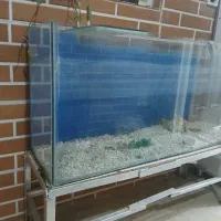 آکواریوم|ماهی|فردوسیه, |دیوار