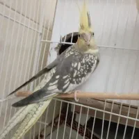 عروس هلندی جفت مولد|پرنده|گنبد کاووس, |دیوار