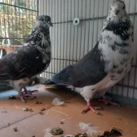 کبوتر کفتر ۳ جفت عالی|پرنده|فردیس, قریشی|دیوار