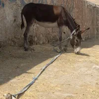 فروش الاغ|حیوانات مزرعه|دهدشت, |دیوار