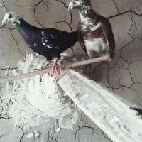 ۱۱عدد پلاکی مسافتی