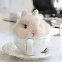 پشمالوهای دوست داشتنی