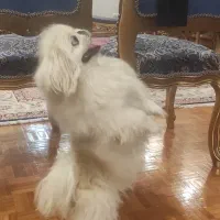 پت پکینیز امپریال اصیل