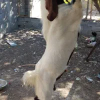 فروش چپش دورگه پاکستانی|حیوانات مزرعه|لار, |دیوار