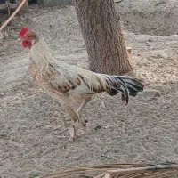 مرغ محلی|حیوانات مزرعه|میناب, |دیوار