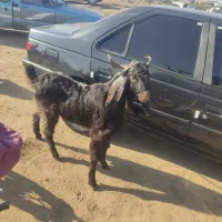 نر بز|حیوانات مزرعه|فاضل آباد, |دیوار