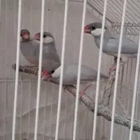 فنچ نرگسی ۲ جفت