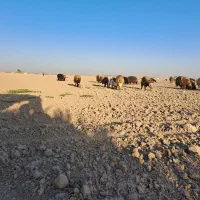 قوچ گله گوسفند داشت زاد و ولد نگهداری|حیوانات مزرعه|زرقان, |دیوار