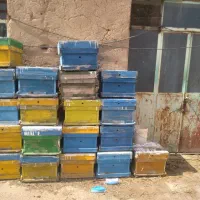 کندو زنبور سالم