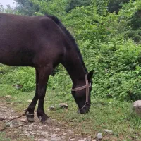 فروش اسب آرام و مطمئن. سالم و بدون بیماری|اسب و تجهیزات اسب‌سواری|علی‌آباد کتول, |دیوار