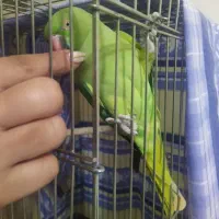 طوطی ملنگو|پرنده|فردیس, شهرک گلها|دیوار