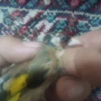 سهره نر با چند خال سفید در سر