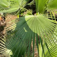 برگ پالم|گل و گیاه طبیعی|بابکان, |دیوار