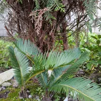 سیکاس . بابا آدم|گل و گیاه طبیعی|خمام, |دیوار