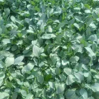 انواع نشا توت فرنگی،گلکلم،کاهو،کلم سالادی|گل و گیاه طبیعی|امیدیه, |دیوار