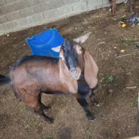 بنک|حیوانات مزرعه|بندر کنگان, |دیوار