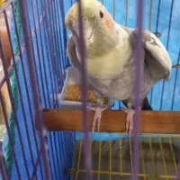 عروس هلندی نر|پرنده|گلپایگان, |دیوار