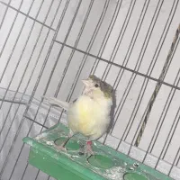 پرنده