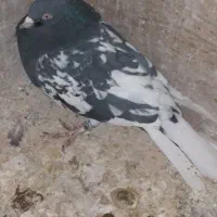 کبوتربازیکن گرفتنی تهرونی|پرنده|شیراز, تندگویان|دیوار