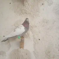 کبوتر|پرنده|زاهدان, |دیوار