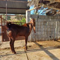 کهره چپش بذری پاکستانی|حیوانات مزرعه|خفر, |دیوار