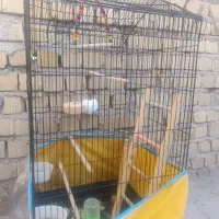 قفس طوطی،عروس هلندی