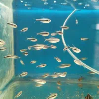 انواع ماهی آکواریوم (سالن تکثیر)