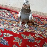 کفتر کبوتر|پرنده|قم, شهرک امام حسین|دیوار