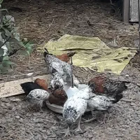 فروش تعدادی نیمچه مرغ و خروس. زنگ فقط