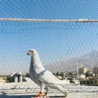 کبوتر پلاکی شهری طاووسی سبز پیازی زرد|پرنده|شیراز, میانرود|دیوار