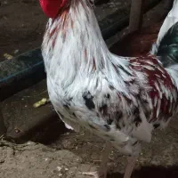 تخم مرغ نطفه دارگلین