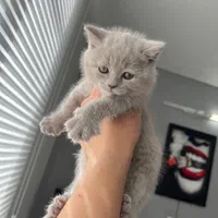 شهر گربه های کوچولو ناز (پرشین بریتیش اسکاتیش)|گربه|اصفهان, جلفا|دیوار