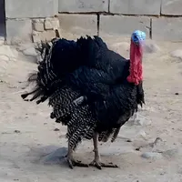 بوقلمو|حیوانات مزرعه|مراغه, |دیوار