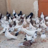 پرنده کفتر خوب|پرنده|تهران, حر|دیوار