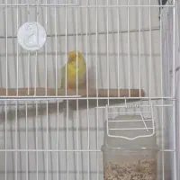 قناری|پرنده|پاکدشت, پاکدشت (مامازند)|دیوار