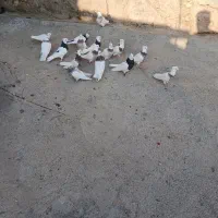 کبوتر طوقی|پرنده|صحنه, |دیوار