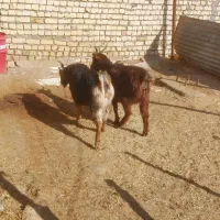 بز بزغاله چاق گوشتی|حیوانات مزرعه|کرج, استاندارد|دیوار