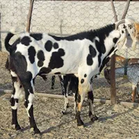 نر بز نژاد دار