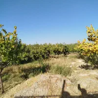 باغ بر جاده کندوان|فروش زمین و ملک کلنگی|اسکو, |دیوار