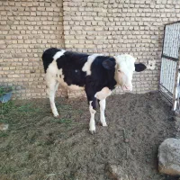 تلیسه فروشی