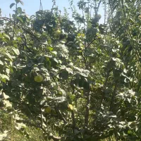 به درجه یک پیربکران|خوردنی و آشامیدنی|اصفهان, باغ دریاچه|دیوار