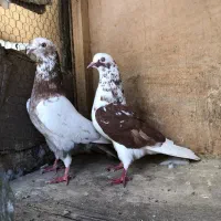 یجفت کفتر دم تخم