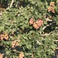 باغ پسته احمداقایی۱۵ساله پربار۵۲۰قصب فروش فوری