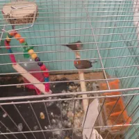 یک جفت فنج کینگ مولد|پرنده|تهران, سازمان برنامه جنوبی|دیوار