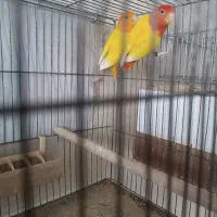 کوتوله مولد